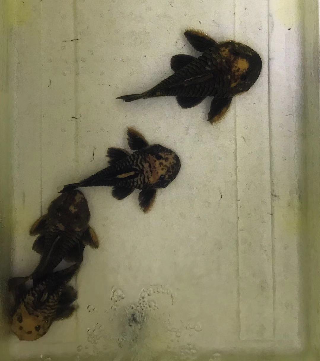 阴阳直升机全红,阴阳直升机图片