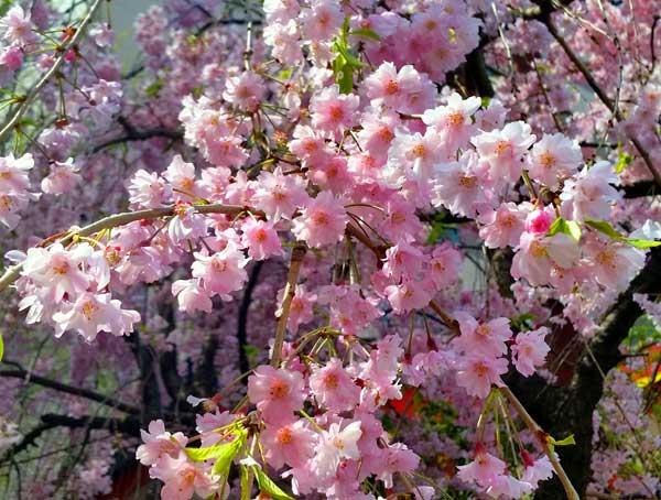 日本埼玉浦和,日本女团琦玉体育馆