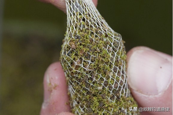 话说欧鲤之钓组篇,话说欧鲤钓