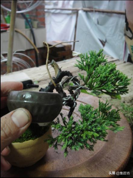 盆景干枯舍利制作,舍利干桩盆景图片