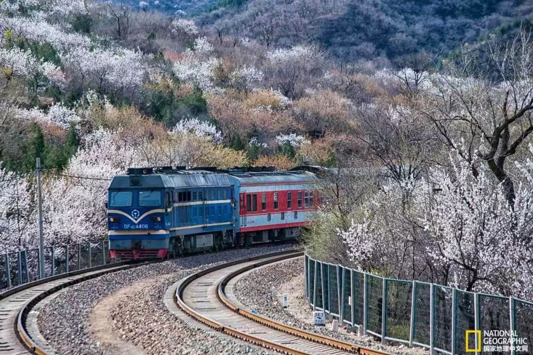 太美了开往春天的列车,这些开往春天的列车简直美呆了