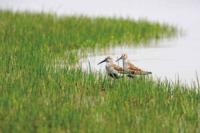 九段沙湿地可以参观吗,上海九段沙湿地有多大
