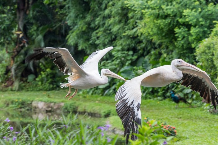 长隆飞鸟乐园湿地精灵,长隆飞鸟公园一日游攻略