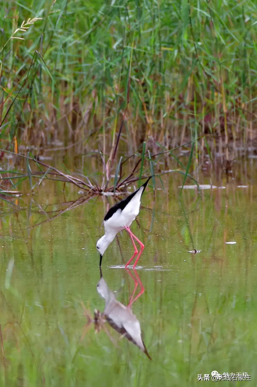澶х編鏃犳瀬楂樻竻鐩存挱,澶х編鏃犳瀬