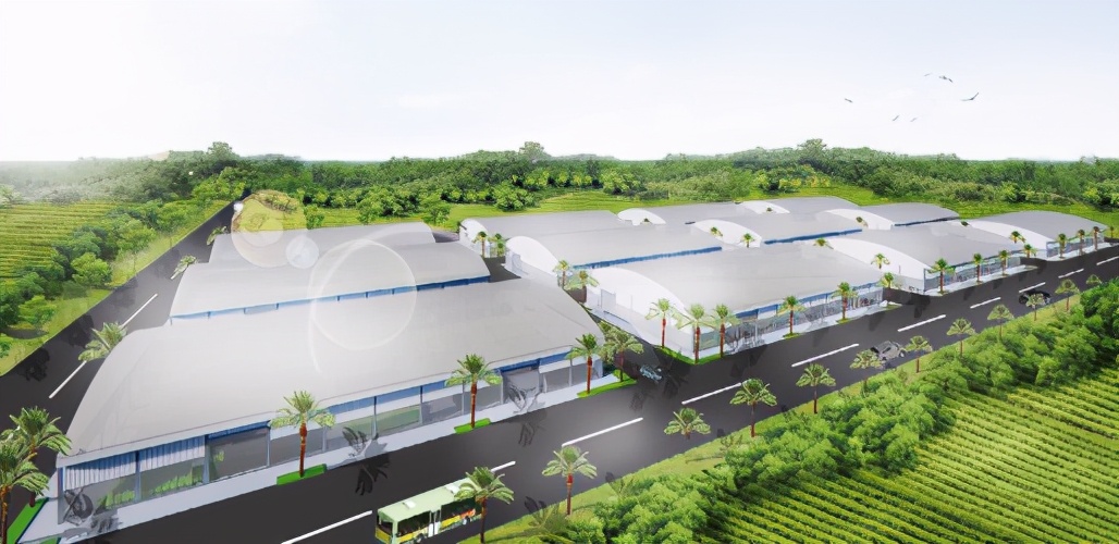 四会哪里有沙糖桔种植基地,四会桔子小镇沙糖桔