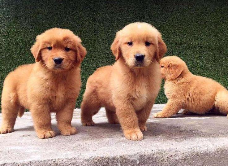 新手铲屎官如何挑选健康的猫咪,金毛新手铲屎官养狗需要准备什么