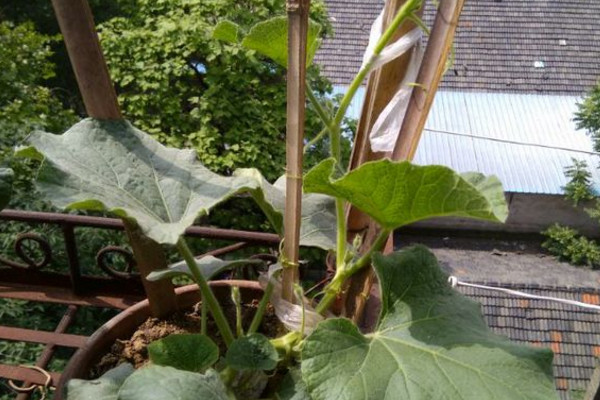 怎么简单在阳台上种葫芦,阳台种葫芦需要多大的盆