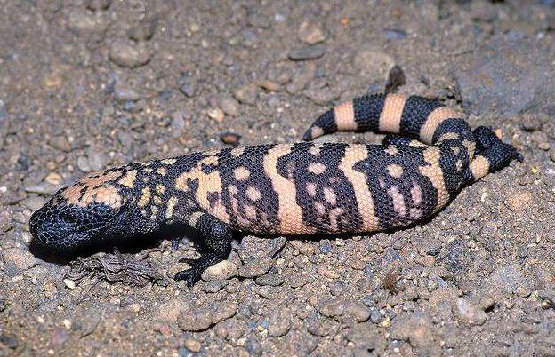 地球最奇特的沙漠,地球上最优越的气候是什么气候