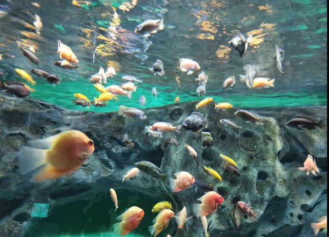 常州金鹰海洋世界门票,常州海洋金鹰海洋世界