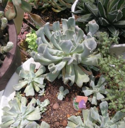 特玉莲多肉容易徒长吗,多肉植物特玉莲怎么养