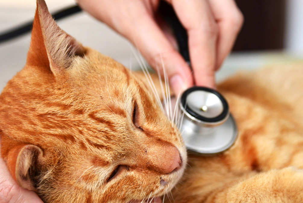 什么是莱姆病症状,为什么莱姆病叫莱姆病