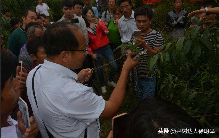 中桃金魁桃特性,桃是浆果类水果