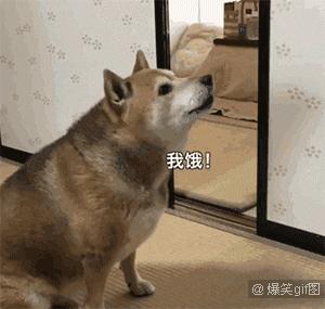 狗狗吃饭急得不得了,狗狗生病不吃饭的各种症状