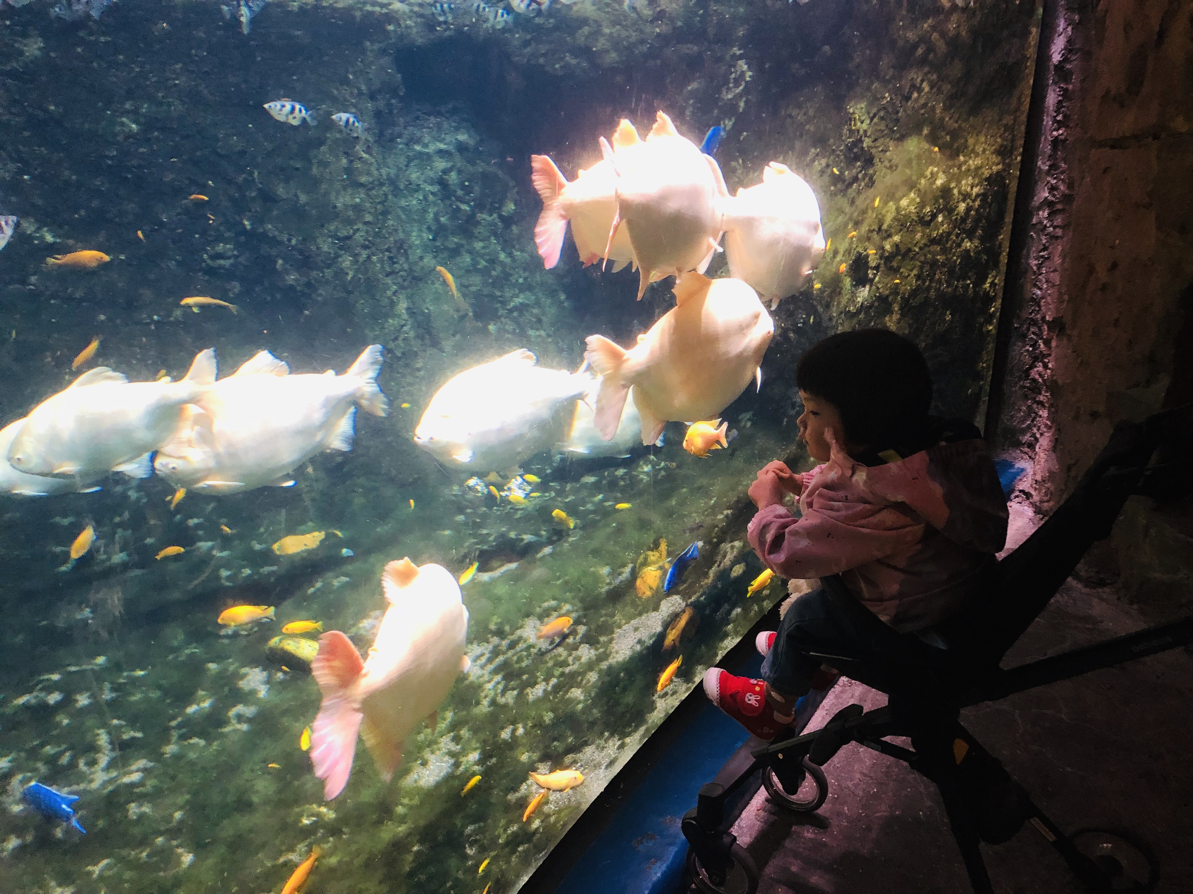 寒假带孩子去长隆玩什么,长隆寒假旅游攻略