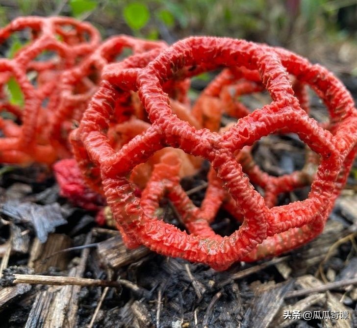 恶魔果实水果性能,恶魔果实图鉴108种属性