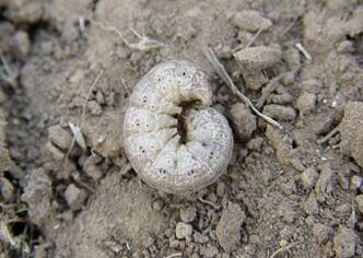 罗汉果常见病虫的防治,罗汉果的种植技术和病虫害