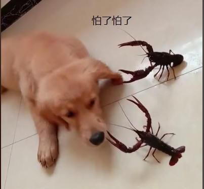 小金毛拆家后一脸无辜,小金毛拆家被教训