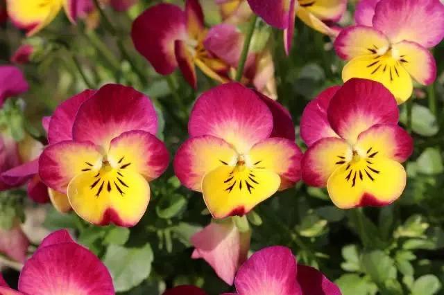 角堇和皱边角堇哪个花大,皱边角堇和穗边角堇的区别