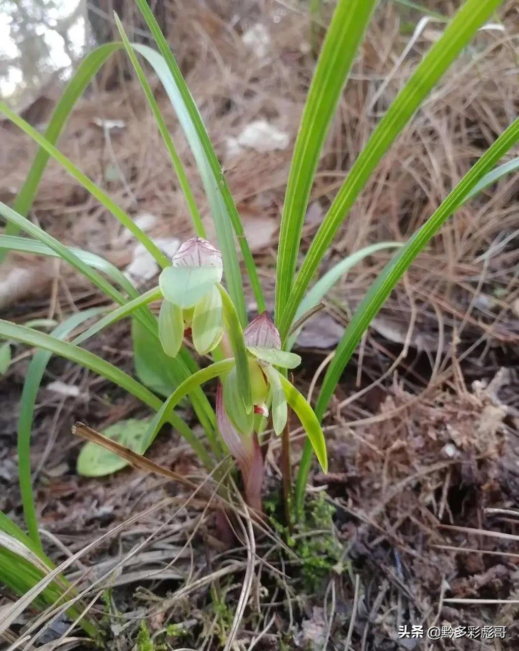 兰花品种鉴定方法,兰花的品种和鉴定方法