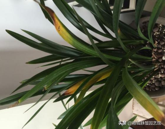 墨兰突然黄叶是什么原因,墨兰黄叶的原因是什么