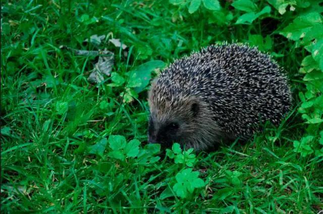 谁造的谣：刺猬是长了刺的耗子