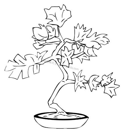 如何制作一个盆景,独一无二盆景