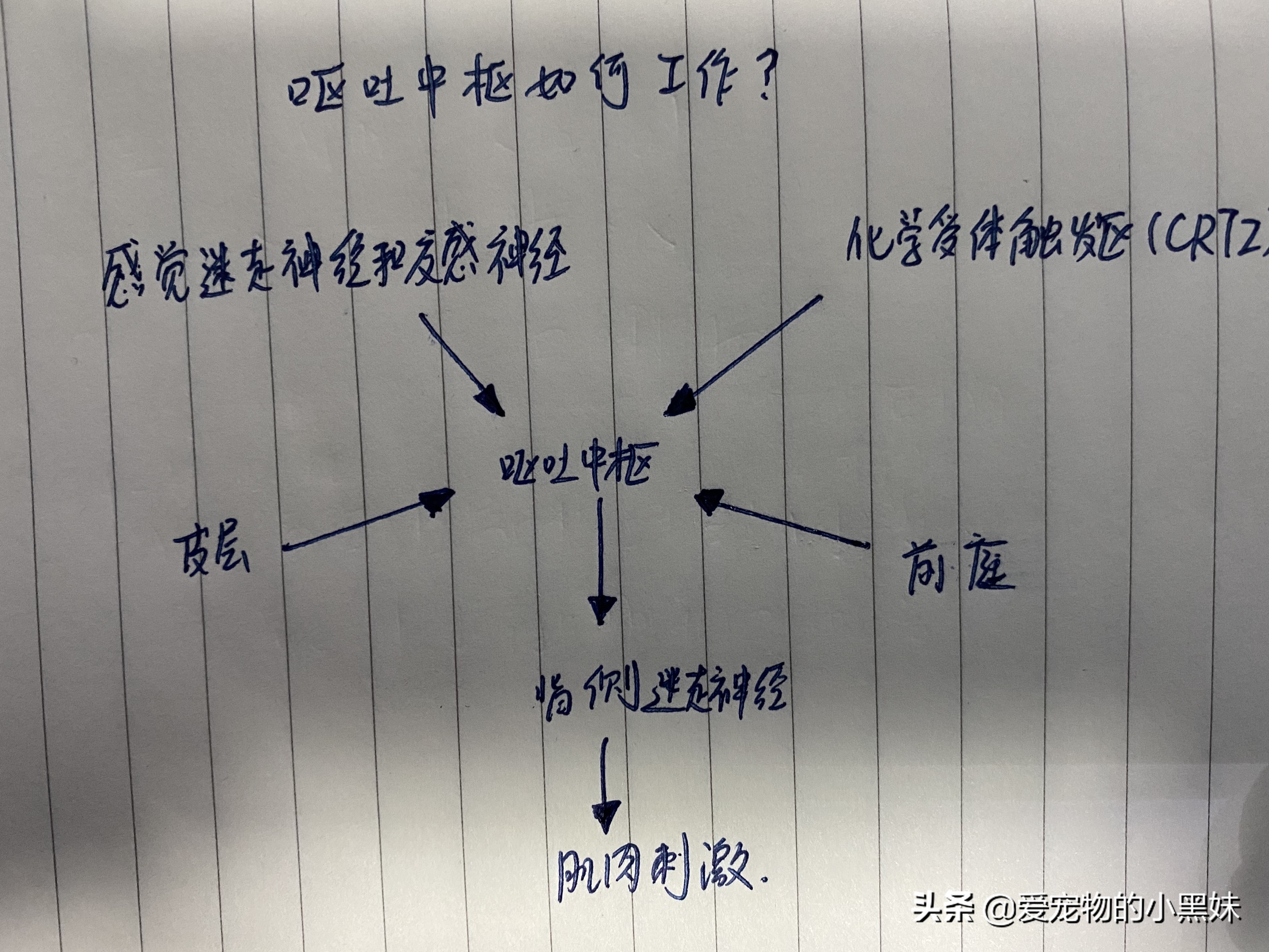 犬猫呕吐可以吃哪些药,犬猫呕吐