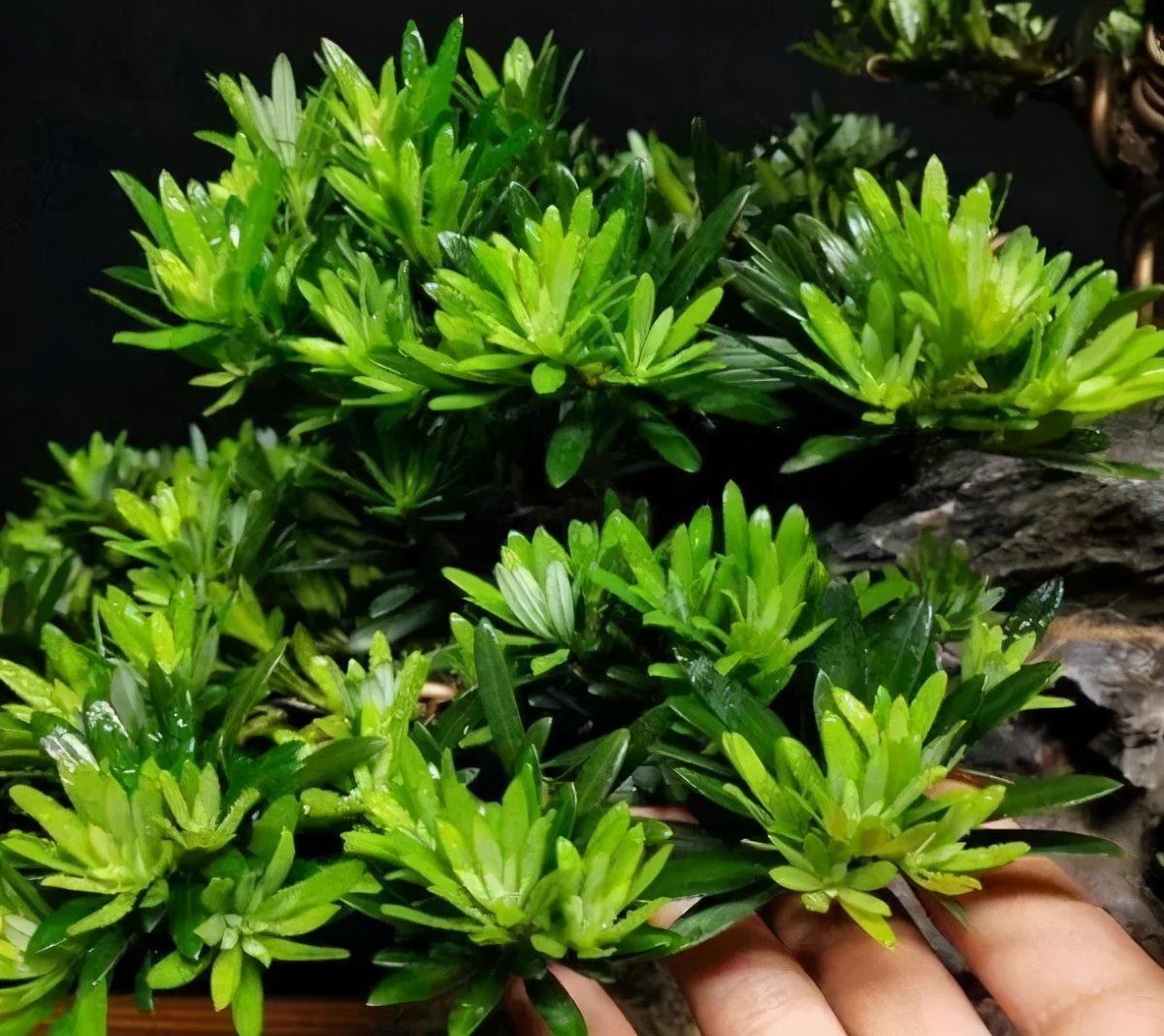 罗汉鱼常见品种,罗汉鱼十大品种排名