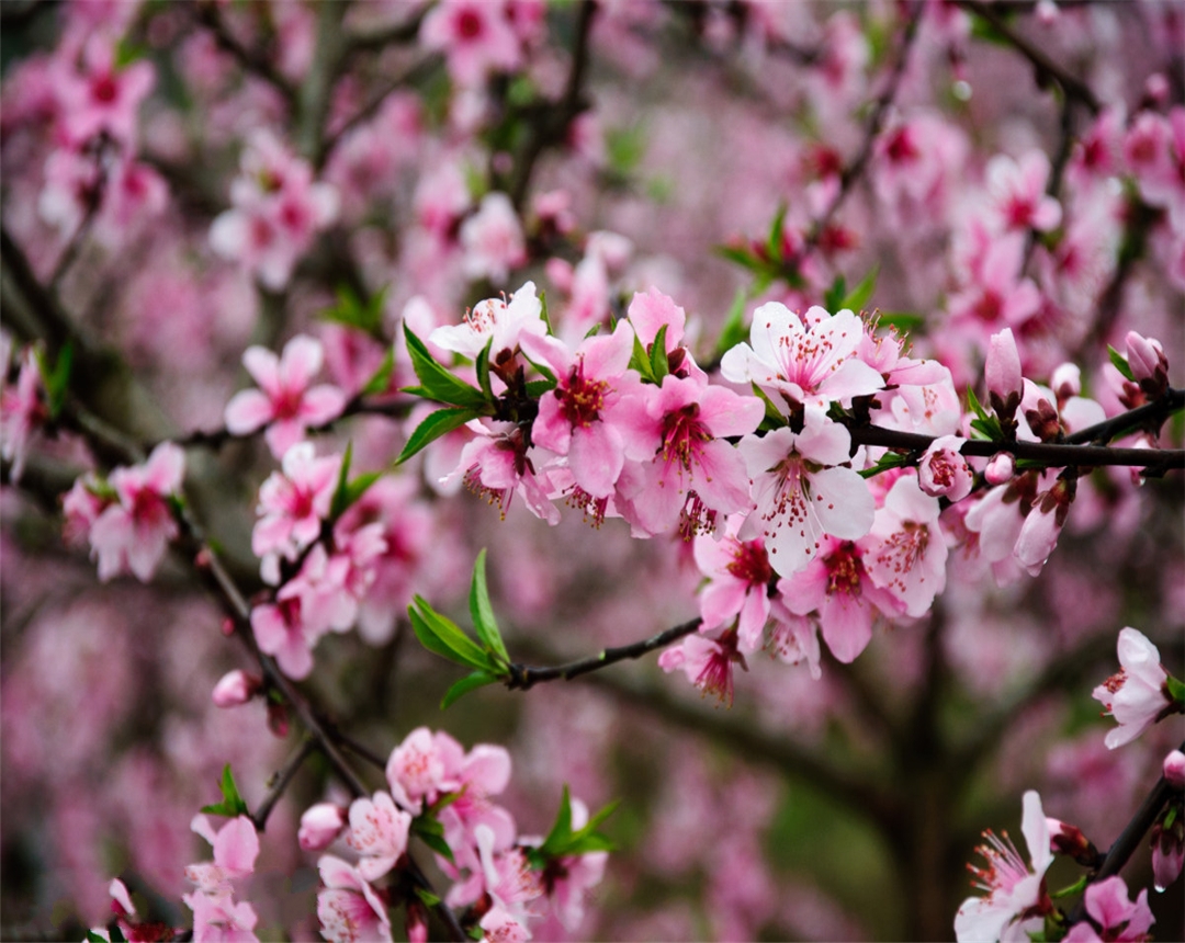 桃花盆栽种植视频小技巧,观赏桃花的养殖方法和注意事项