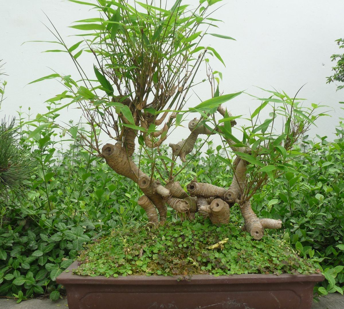 竹子根怎么养才能更旺盛,造型竹子怎么养