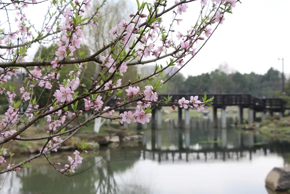 千桃园赏花小攻略,千桃园晚上开放吗