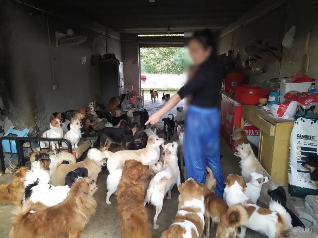 流浪动物救助者,流浪动物被救助感人事件