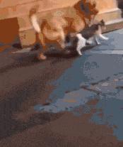 孔雀开屏搞笑动图,孔雀开屏搞笑gif