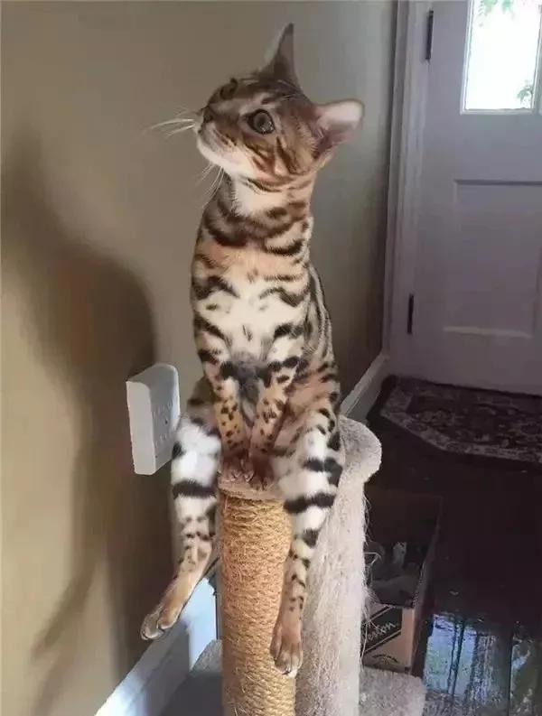 猫的终极凡尔赛：你的屏幕放不下我的腿