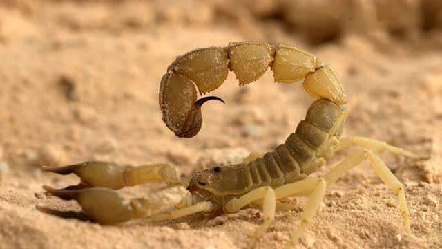 五毒之首蝎子到底有多强,五毒大蝎子有哪几种