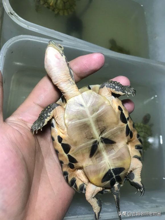 乌龟放水里一直游到岸边怎么办,乌龟溺水后眼睛是睁的还是闭的