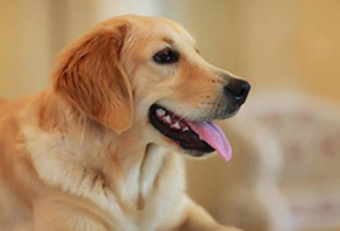 怎样才能让金毛跟着你,怎么让金毛老实听话