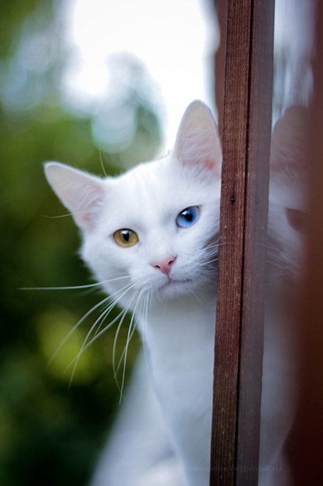 中华田园橘白猫脾气好吗,中华田园白猫配什么猫