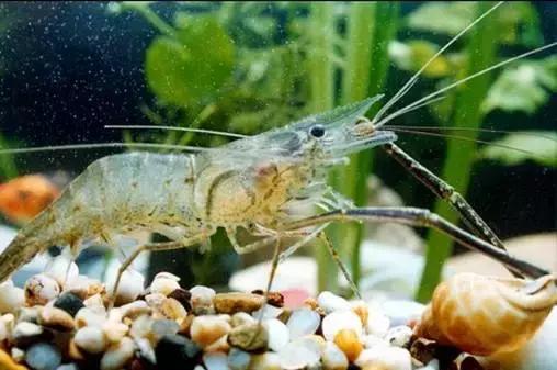 宁波一渔民整理海鲜大全,宁波最全的海鲜