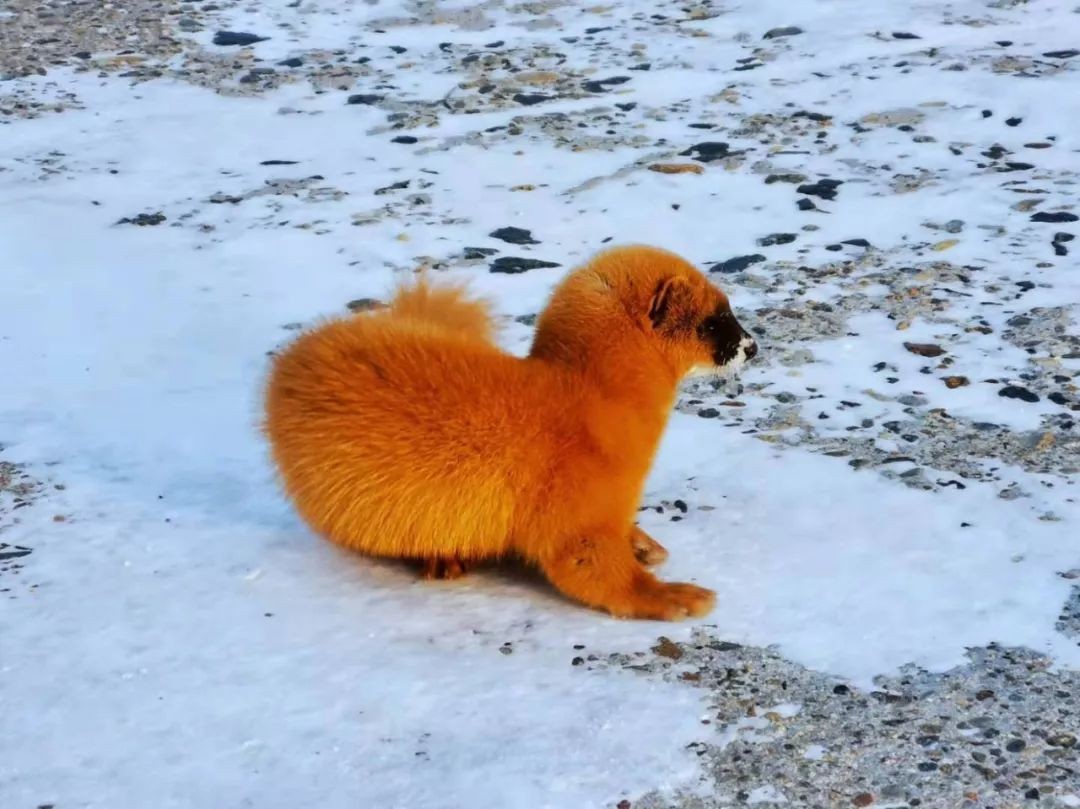 民间不祥生物黄鼠狼,在农村遇到黄鼠狼该怎么办