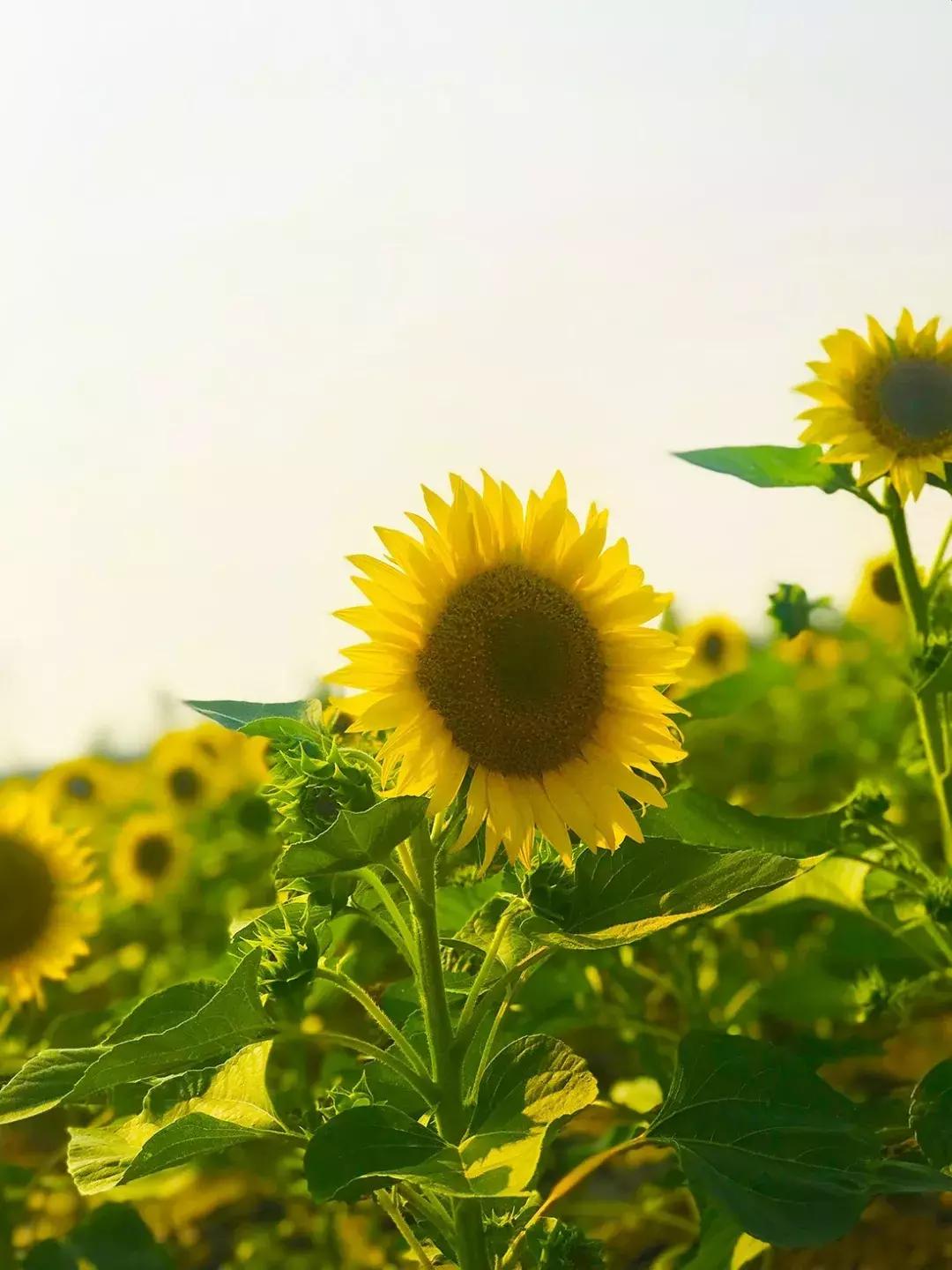 七彩花田向日葵视频,新向日葵花海视频