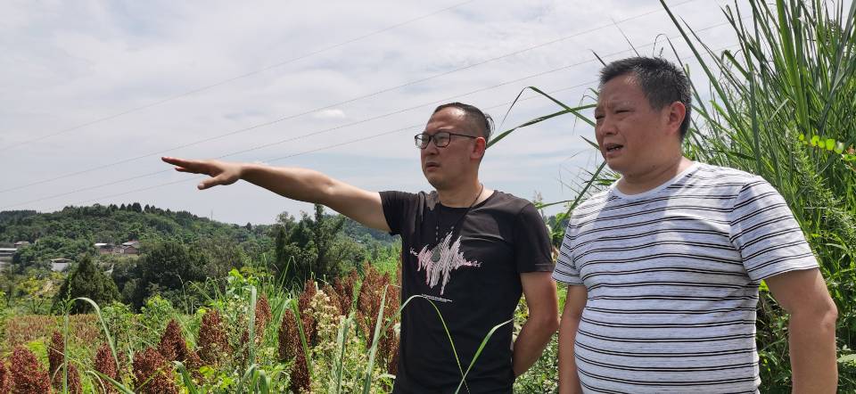 红了！红了！这些天的南充市嘉陵区龙蟠镇真的是“红遍天”了