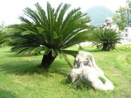 美叶凤尾蕉叶子发黄,美叶凤尾蕉为什么叶柄发软