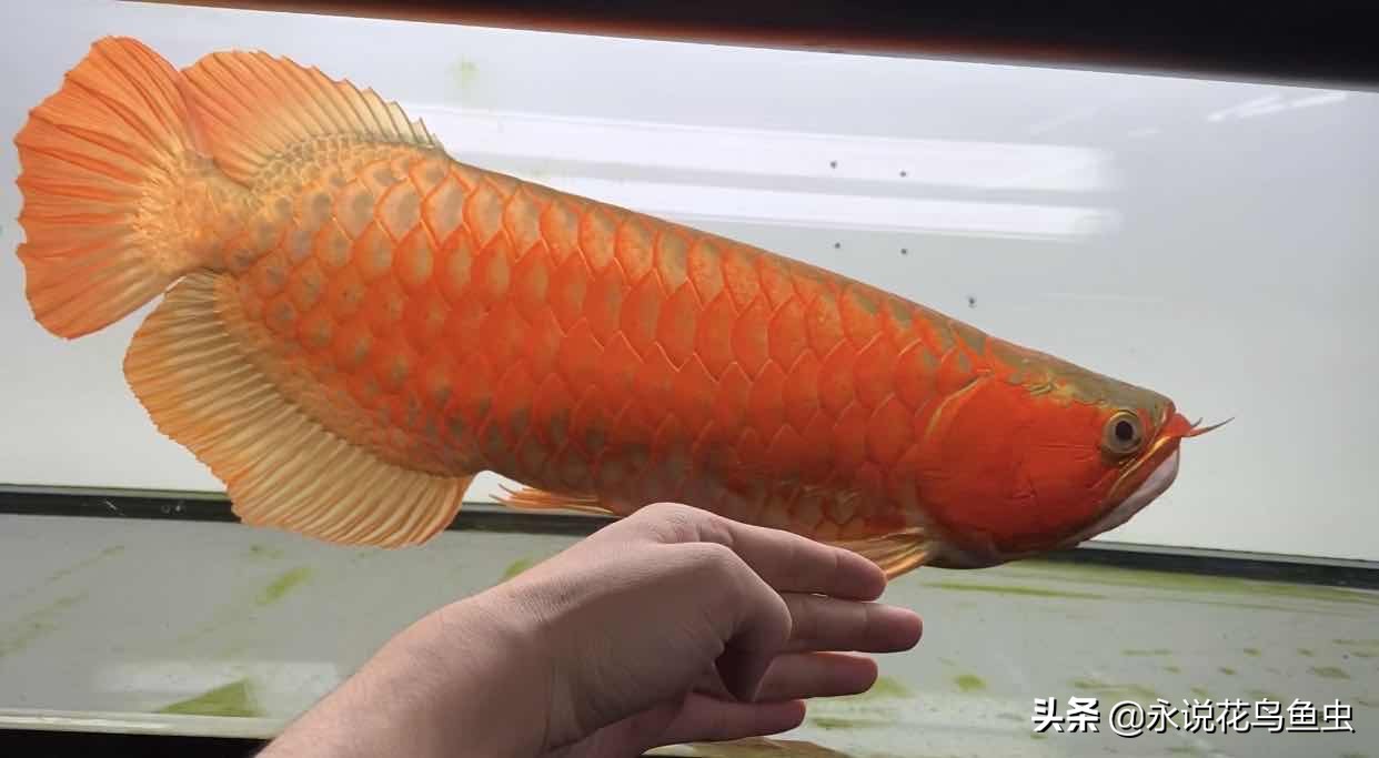 饲养红龙有蛋白虫应该怎么处理,饲养红龙蜈蚣的湿度需要多少