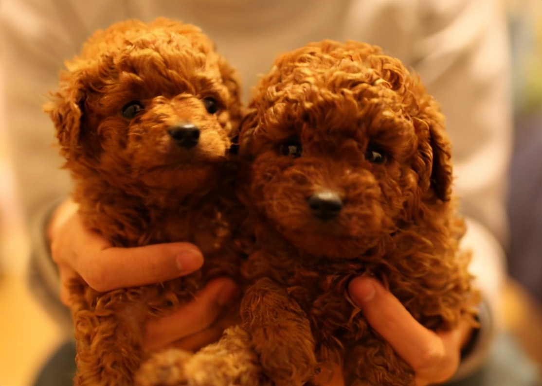 怎样挑选好的泰迪犬,挑选泰迪犬的小技巧有哪些