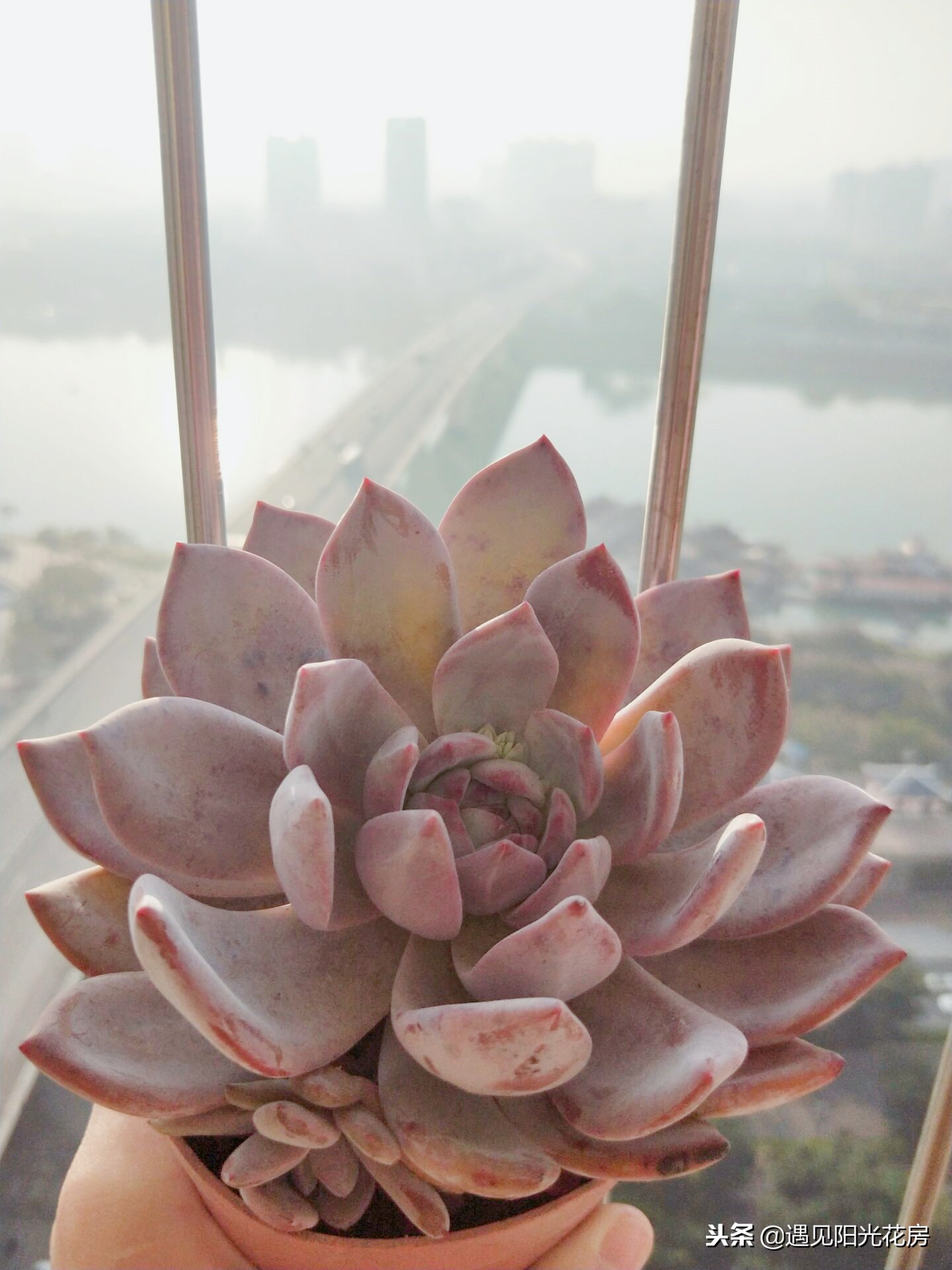 多肉芙蓉雪莲出状态,多肉芙蓉雪莲长侧芽怎么处理掉呢