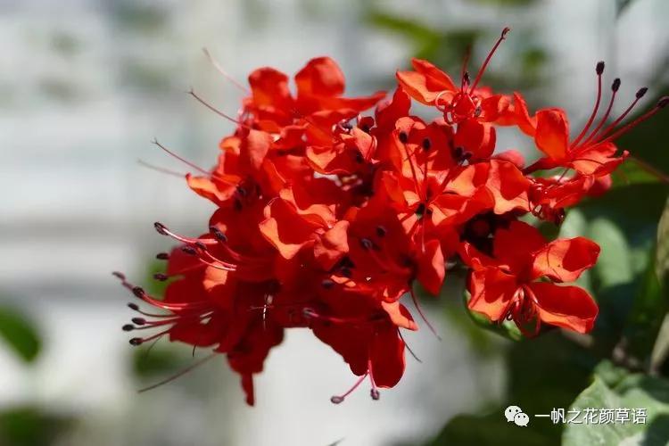 美丽赪桐(Clerodendrumspeciosissimum)