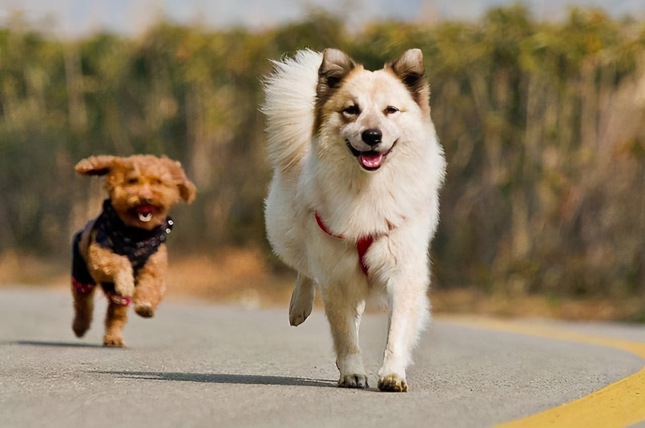 戈赞宠物,戈赞养宠物视频大全