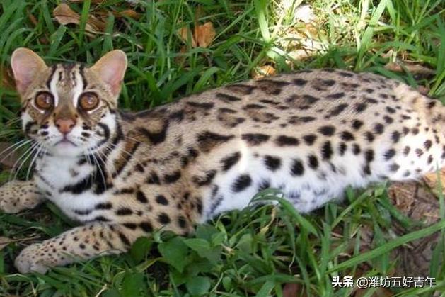 铁狸子学名是什么,铁狸子是什么样的动物