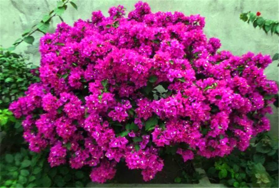 如何让三角梅只开花不长叶,夏季三角梅只长叶不开花怎么办呢